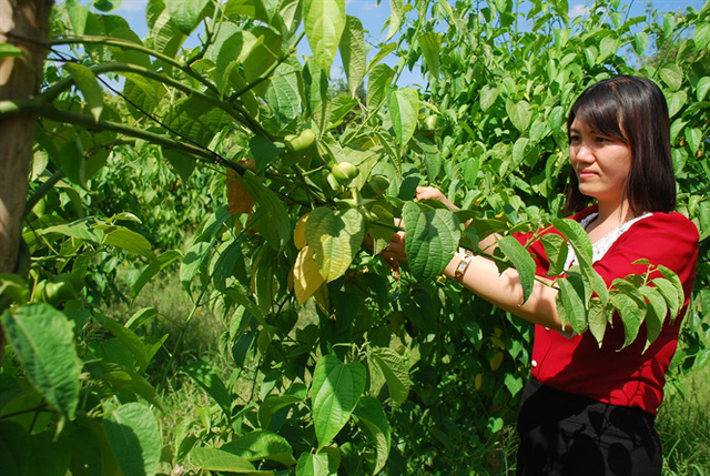 Mắc ca và sachi lên ngôi