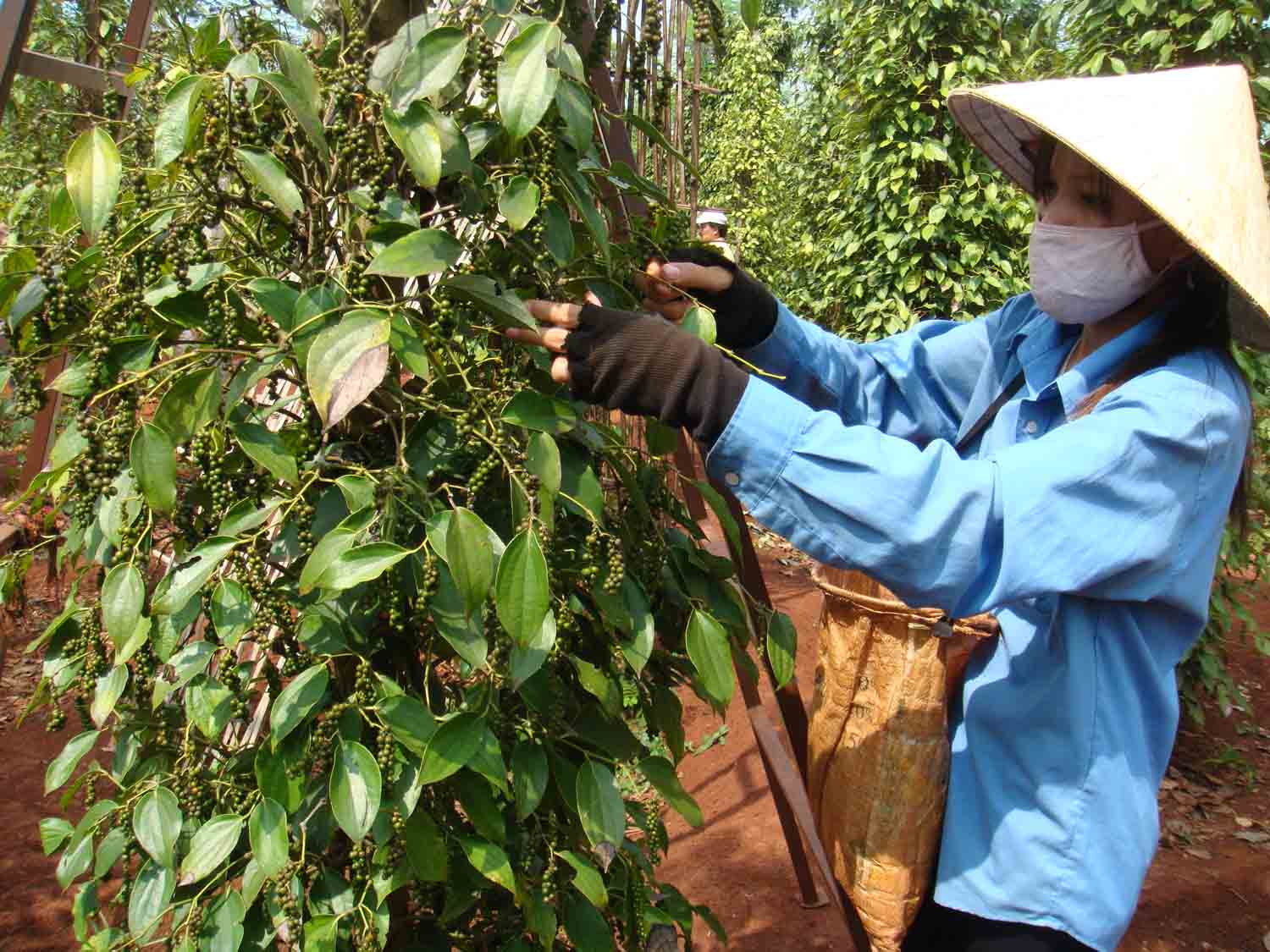 “Giải phẫu” hồ tiêu Việt