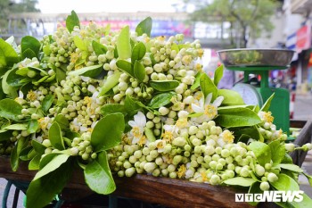 Hoa bưởi đầu mùa, giá tới 300.000 đồng/kg vẫn hút khách Hà Nội