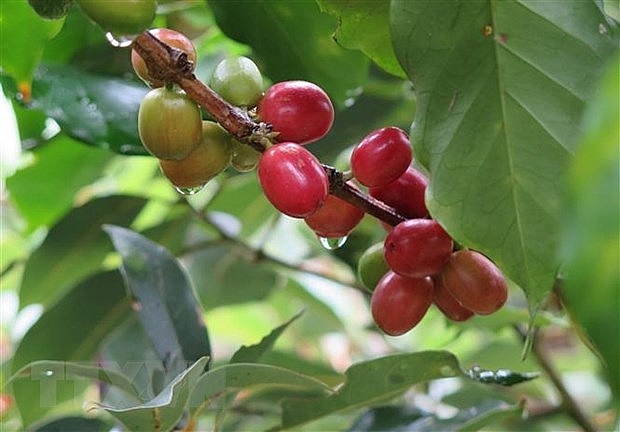 Càphê xuất khẩu sang Nga đạt 153 triệu USD, tăng trưởng 20%.
