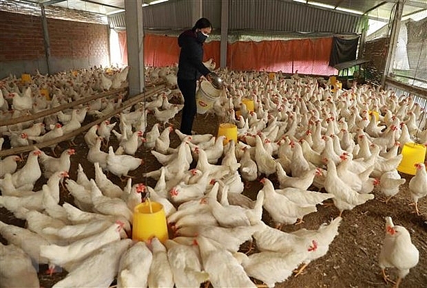 Trang trại chăn nuôi của hộ nông dân Nguyễn Xuân Hiên ở thôn Ngoại, xã Phú Kim, huyện Thạch Thất, Hà Nội