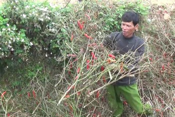 Nghệ An: Nông dân “cay” vì ớt