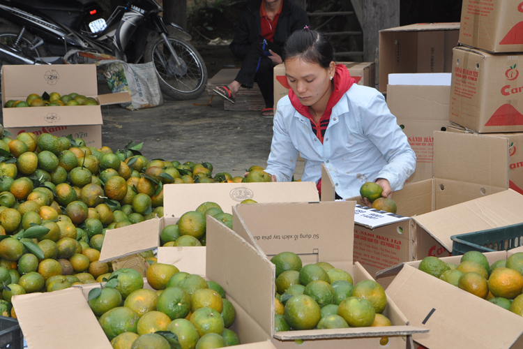 Tuyên Quang nâng tầm nông sản