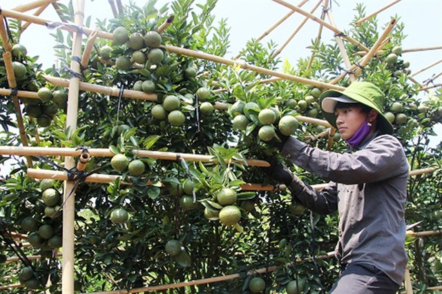   Cam sành, quýt đường mang lại nguồn thu bạc tỷ cho nông dân xã Đắk Nia  