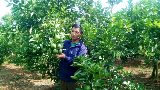 Cam quýt trái vụ trên vùng đất đỏ bazan, thu hàng tỷ đồng/năm