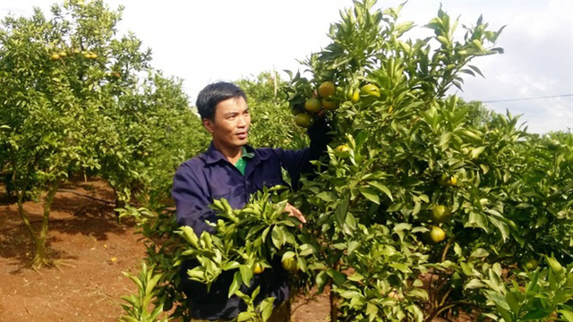 Cam quýt trái vụ trên vùng đất đỏ bazan, thu hàng tỷ đồng/năm