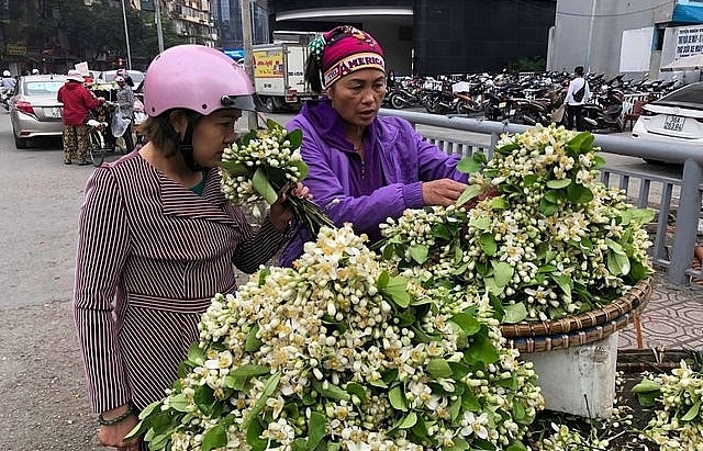 Cuối mùa, hoa bưởi tăng giá “chát” đến hơn 100.000 đồng/lạng