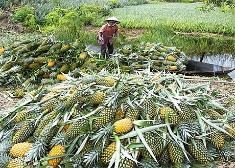 nong dan xu nghe dieu dung vi dua moi vao vu da rot gia the tham