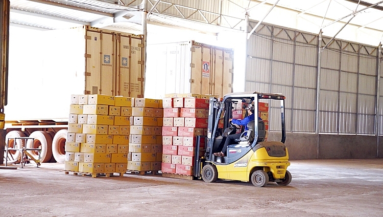 4. Xếp trái cây lên xe chuyên dụng vận chuyển nông sản của THILOGI