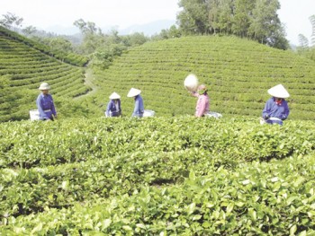 Tạo “lực đẩy” cho ngành chè