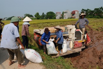 Hạn hán “bó” xuất khẩu gạo