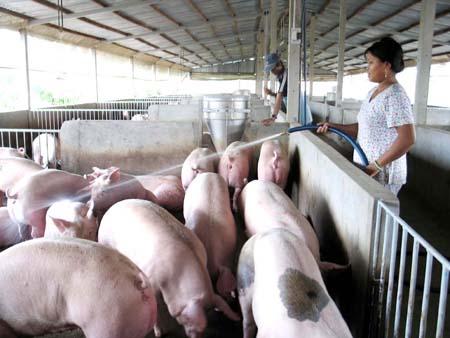 Khủng hoảng giá heo: Cơ hội cải tổ ngành chăn nuôi