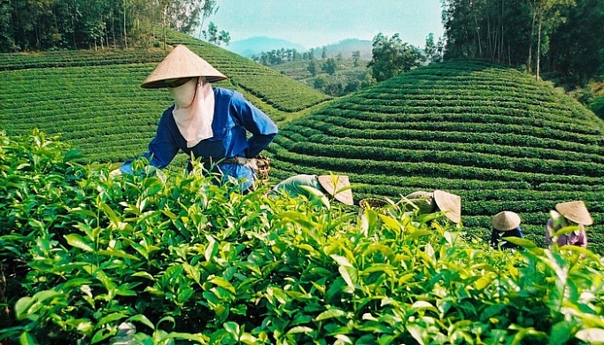 xuat khau che tai co cau thi truong huong vao san pham cao cap