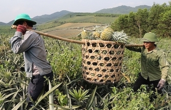 Hàng trăm hộ dân gặp khó vì dứa 3.000 đồng một kg