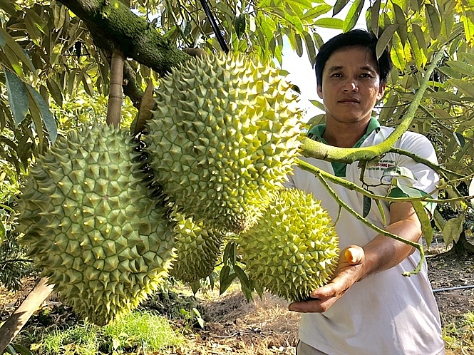 dong nai gia sau rieng giam ngay tu dau vu