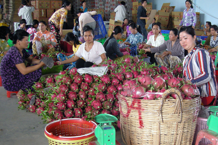 Tiền Giang: Sản xuất thanh long theo hướng an toàn