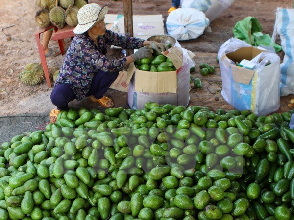 Giá bơ Đắk Lắk tăng hơn năm ngoái từ 5.000​-8.000 đồng