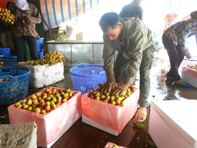 Thanh Hà hồ hởi được mùa vải sớm