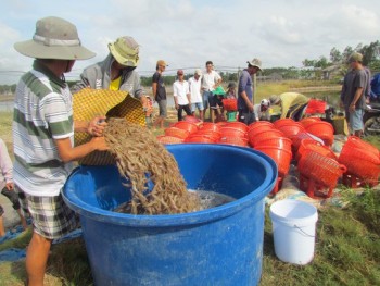 Tôm thẻ chân trắng rớt giá chưa từng thấy, người nuôi trắng tay