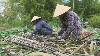 Giá mía chục tăng mạnh nhờ nhu cầu tăng cao