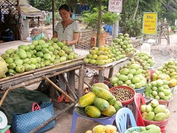 Đồng bằng sông Cửu Long: Xoài Cát Chu giảm giá mạnh còn 6.000 – 7.000 đồng/kg