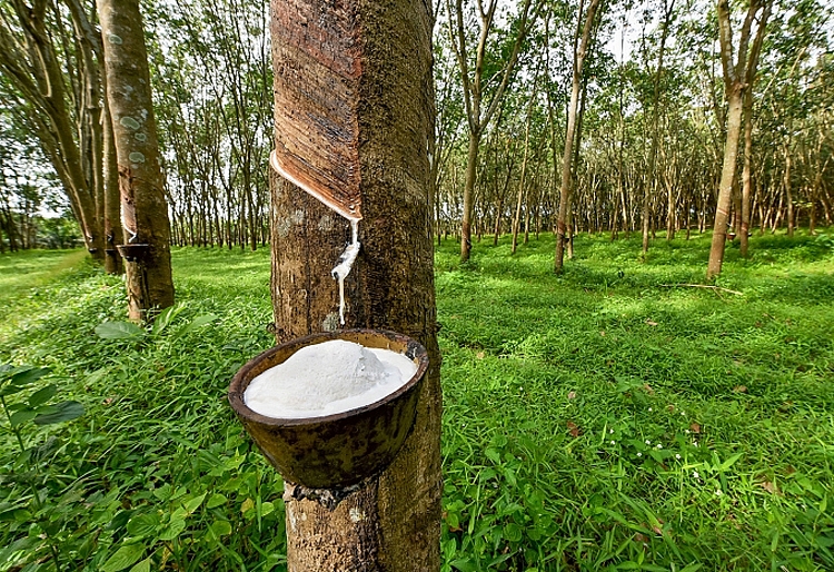 Cao su Việt Nam nhập khẩu vào Mỹ tăng trưởng mạnh