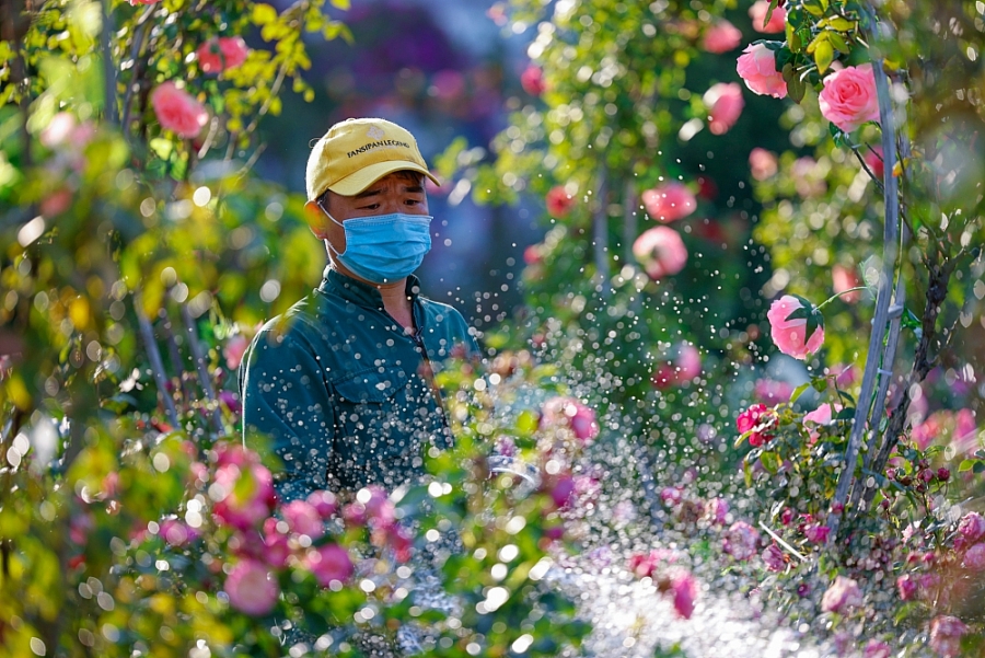 Anh Phạm Văn Minh, nhân viên cảnh quan khu du lịch Sun World Fanipan chia sẻ: “Tôi chăm hồng tại khu du lịch đến nay là 3 năm. Nhưng năm nay thiên thời địa lợi nhân hòa, sắc độ và sức bung của hoa hồng leo Sa Pa đẹp hơn hẳn mọi năm.”