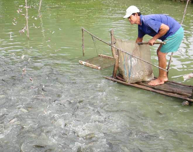 Cá lóc tăng giá, thương lái tranh nhau đặt cọc