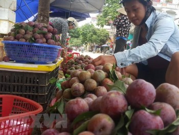 Lào Cai: Mận Tam Hoa tại Bắc Hà vào chính vụ, giá cao