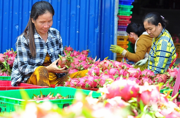 Giá thanh long Bình Thuận rớt thảm