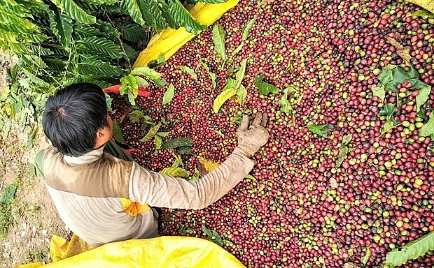 Nông dân Kon Tum thu hái cà phê phục vụ chế biến xuất khẩu