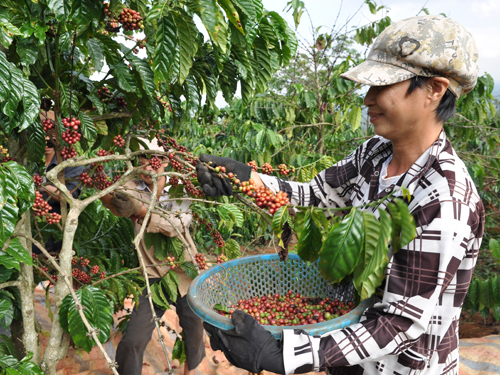 Tận dụng lợi thế FTA: Cà phê Việt phải thay đổi “lối mòn”