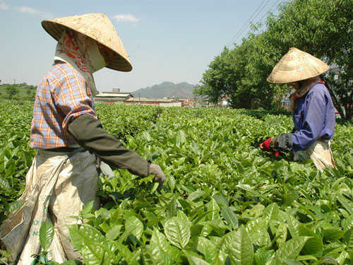 Kỳ III: Định vị cho thương hiệu chè