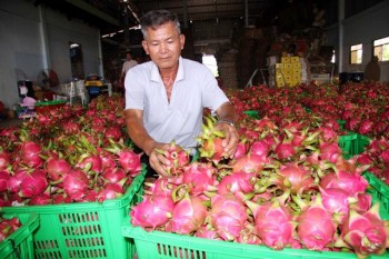 Nghịch lý thanh long cuối vụ giá giảm kỷ lục, thương lái ép nhà vườn tới chân tường