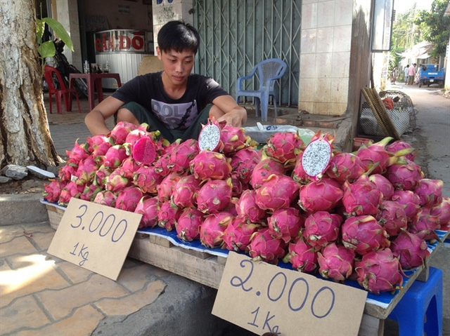 Nghịch lý thanh long cuối vụ giá giảm kỷ lục, thương lái ép nhà vườn tới chân tường