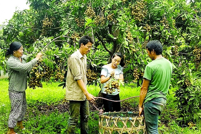 trai cay son la dau an hanh trinh xuat ngoai