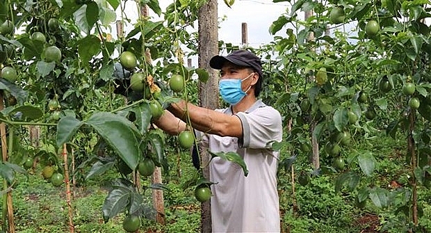 Công bố xuất khẩu thí điểm chanh leo chính ngạch sang Trung Quốc