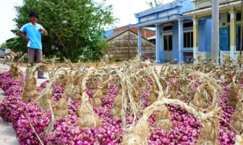 Giá hành tím Sóc Trăng tăng gấp 4 lần