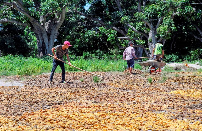 Người dân Khánh Hòa ồ ạt mua bán hạt xoài