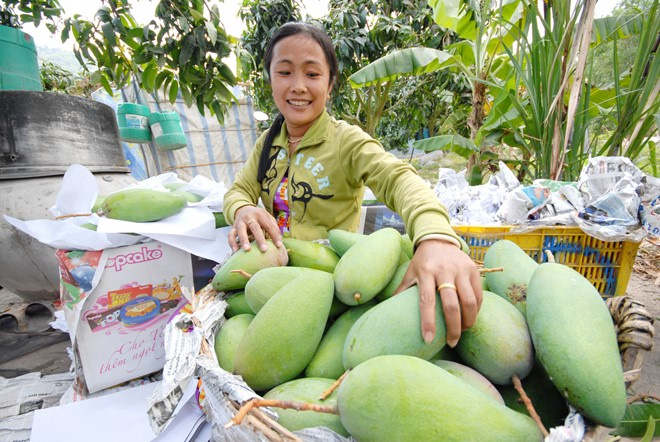 Làng tỷ phú xoài 3 màu miền Tây