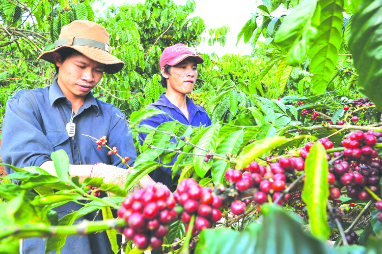 Tái cơ cấu nông nghiệp: Thị trường - động lực sản xuất