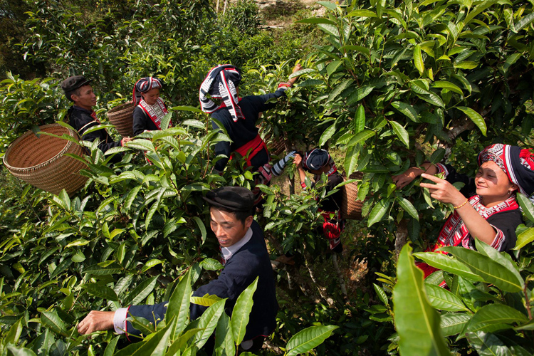 Hà Giang: Nâng cao giá trị cây chè