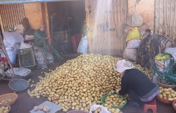 Gắn tem cho khoai tây Đà Lạt để chống hàng Trung Quốc giả danh