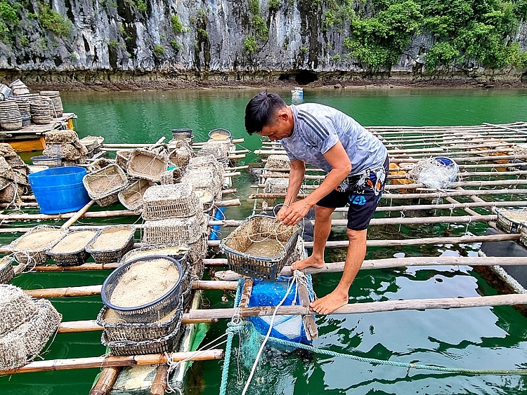 Hỗ trợ tháo dỡ các cơ sở nuôi trồng thủy sản trên các vịnh của quần đảo Cát Bà