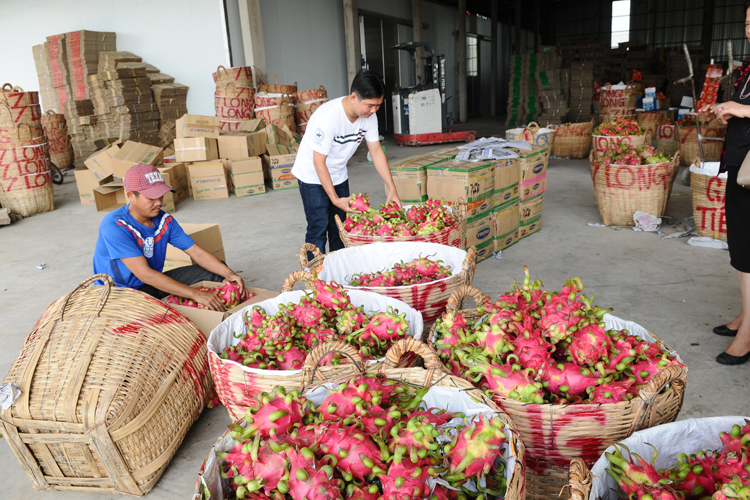 Thêm cơ hội cho trái thanh long