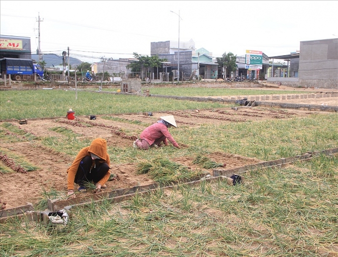 ninh thuan hanh tim rot gia nong dan dung ngoi khong yen