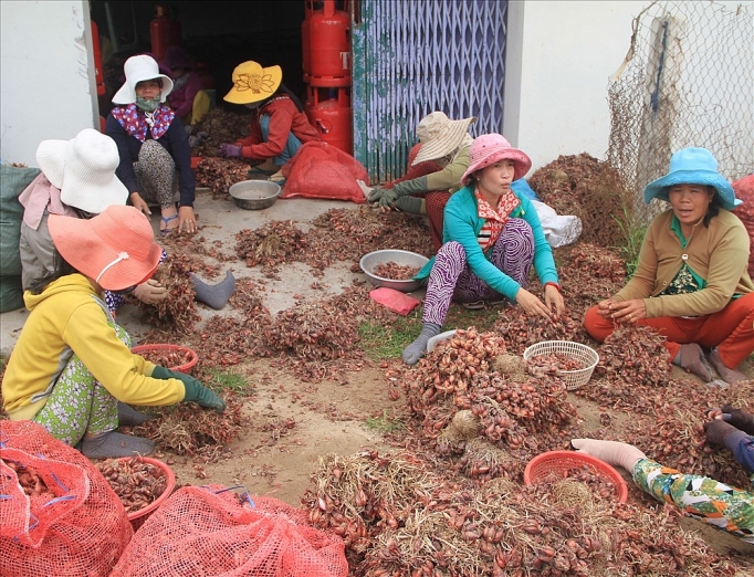 ninh thuan hanh tim rot gia nong dan dung ngoi khong yen