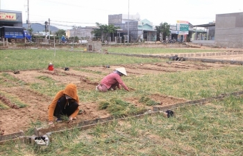 Ninh Thuận: Hành tím rớt giá, nông dân đứng ngồi không yên