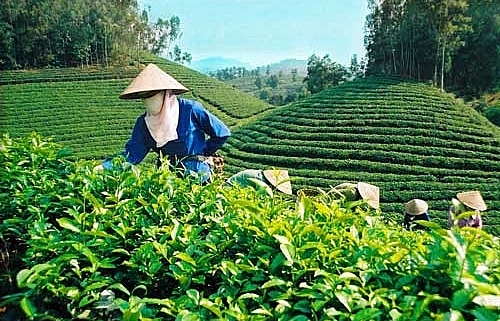 Xuất khẩu chè vẫn trong xu hướng giảm