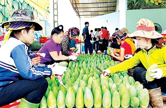 xuat khau rau qua sang trung quoc phai thay doi tu tu duy